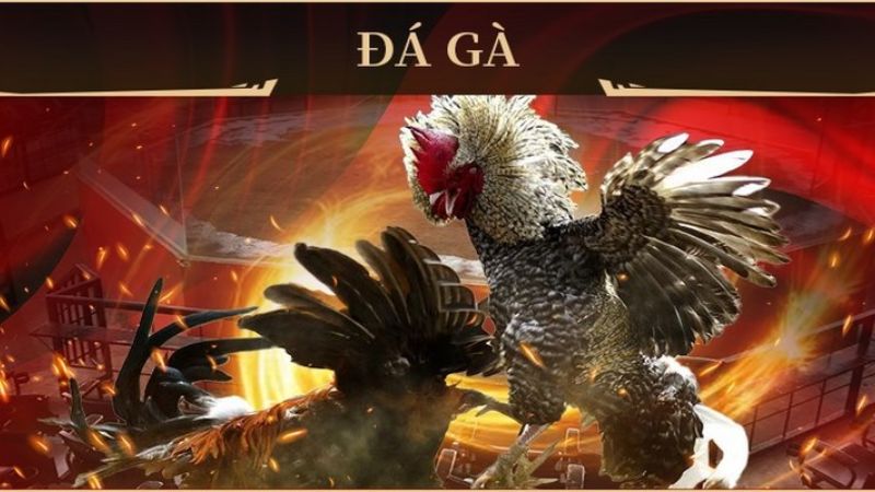 Đá gà King88 – Nơi dành cho anh em thỏa mãn đam mê chiến kê 6 Kinh nghiệm cược đá gà tại King88 được cao thủ truyền lại